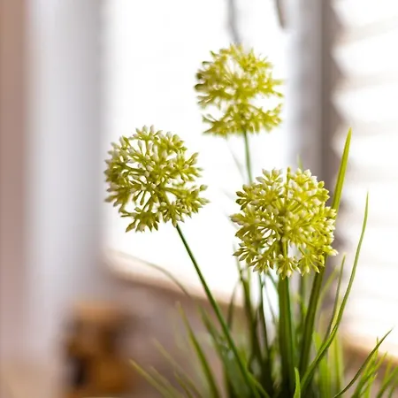 Ferienhaus-eschede *